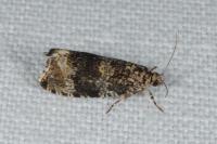 Celypha lacunana