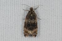 Celypha lacunana