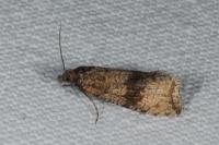 Celypha striana