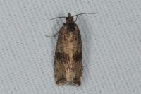 Celypha striana