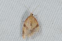 Clepsis consimilana