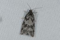 Cnephasia