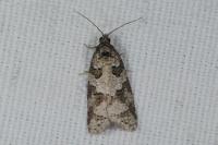 Cnephasia