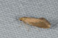 Crassa tinctella