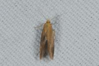 Crassa tinctella