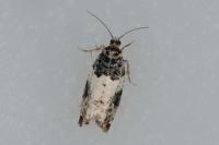 Gypsonoma sociana