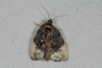 Hedya nubiferana