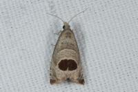 Notocelia uddmanniana