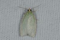 Tortrix viridana