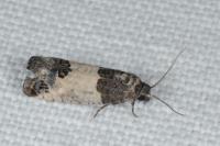 Spilonota ocellana