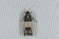 Spilonota ocellana