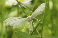 Pterophorus pentadactylus