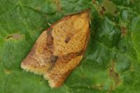 Clepsis consimilana
