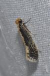 Monopis crocicapitella