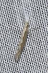 Plutella xylostella