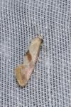 Cochylis