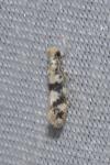 Infurcitinea atrifasciella