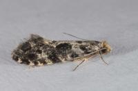 Nemapogon granellus