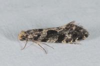 Nemapogon granellus