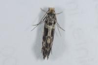 Nemapogon granellus