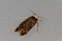 Endrosis sarcitrella