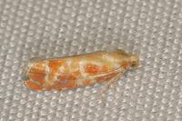 Rhyacionia buoliana