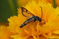 Pyropteron chrysidiforme