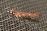 Pyroderces argyrogrammos