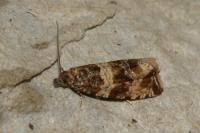 Celypha cespitana