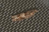 Crocidosema plebejana