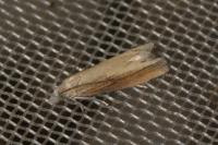 Eucosma obumbratana