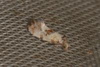 Neocochylis molliculana