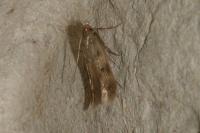 Borkhausenia nefrax