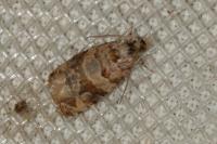 Lobesia botrana