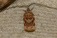 Argyrotaenia ljungiana