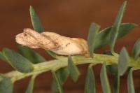 Coleophora genistae