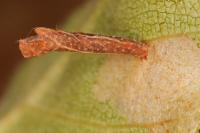 Coleophora milvipennis