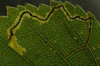 Stigmella lapponica