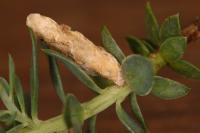 Coleophora genistae
