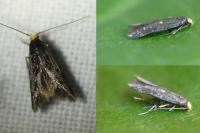 Spuleria flavicaput