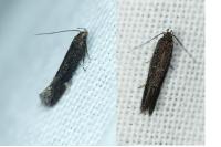 Aproaerema anthyllidella