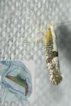 Argyresthia spinosella