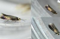Stigmella atricapitella