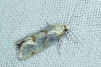 Aethes smeathmanniana