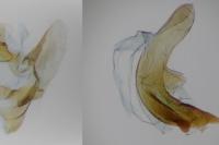 Aethes smeathmanniana