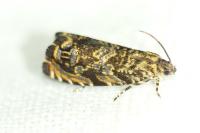 Enarmonia formosana