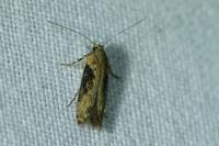 Scrobipalpa costella