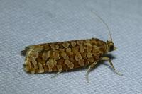 Lozotaeniodes formosana