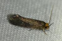 Cephimallota crassiflavella