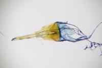 Cephimallota crassiflavella